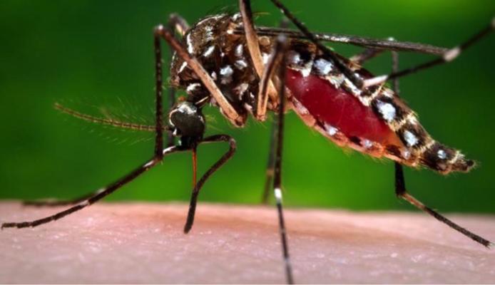 NCAR hosting workshop on vector-borne diseases related to climate